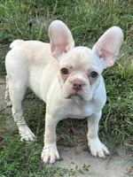 Lilly, a female French Bulldog and Frenchton for sale in Frankfort, IN – 6 of 8