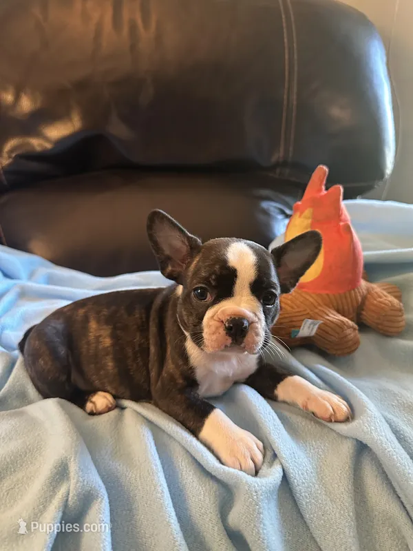 Ava – Boston Terrier, French Bulldog puppy for sale in Frankfort, IN