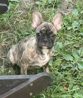 Cocoa, a female French Bulldog and Frenchton for sale in Frankfort, IN – 3 of 7