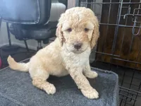 Peanut , a male Goldendoodle for sale in Shenandoah, VA – 1 of 1
