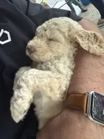 Butterscotch , a female Goldendoodle for sale in Shenandoah, VA – 1 of 3