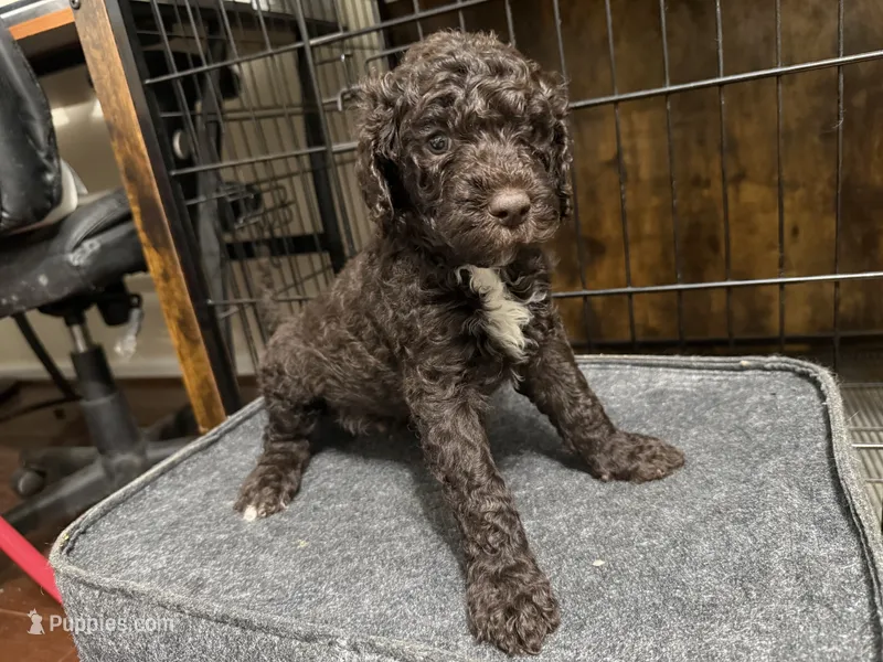 Spike – Goldendoodle puppy for sale in Shenandoah, VA