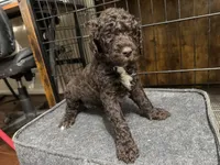 Spike, a male Goldendoodle for sale in Shenandoah, VA – 1 of 1