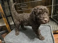 Blast , a male Goldendoodle for sale in Shenandoah, VA – 1 of 1