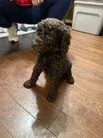 Finn, a female Goldendoodle for sale in Shenandoah, VA – 1 of 2