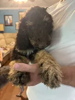 Oreo, a male Goldendoodle for sale in Shenandoah, VA – 3 of 3