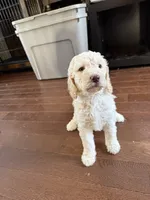 Butterscotch , a female Goldendoodle for sale in Shenandoah, VA – 2 of 3