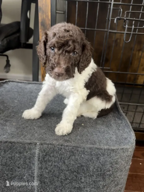 MooMoo – Goldendoodle puppy for sale in Shenandoah, VA