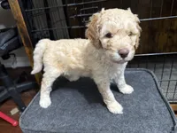 Butterscotch , a female Goldendoodle for sale in Shenandoah, VA – 3 of 3