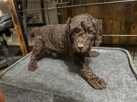 Finn, a female Goldendoodle for sale in Shenandoah, VA – 2 of 2