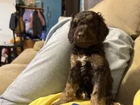Oreo, a male Goldendoodle for sale in Shenandoah, VA – 1 of 3