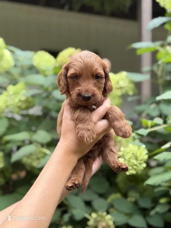 Arlo – Miniature Goldendoodle puppy for sale in Lititz, PA