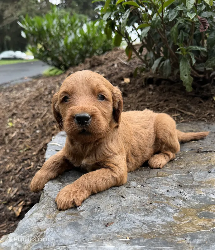 Arlo – Miniature Goldendoodle puppy for sale in Lititz, PA