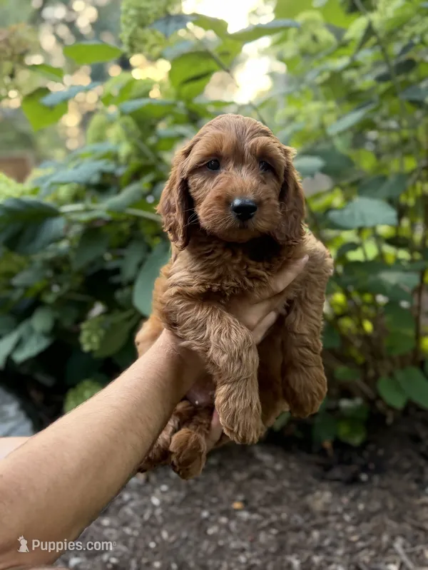 Finn – Miniature Goldendoodle puppy for sale in Lititz, PA