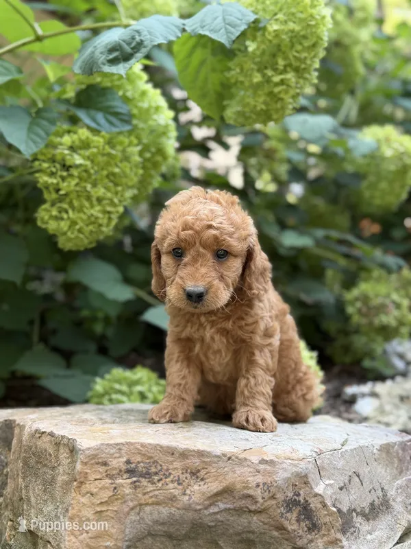 Winston  – Miniature Goldendoodle puppy for sale in Lititz, PA