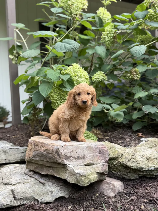 Beau – Miniature Goldendoodle puppy for sale in Lititz, PA