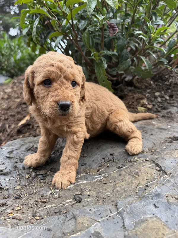 Winston  – Miniature Goldendoodle puppy for sale in Lititz, PA