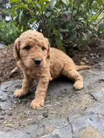 Winston , a male Miniature Goldendoodle for sale in Lititz, PA – 1 of 1