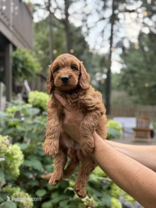 Arlo – Miniature Goldendoodle puppy for sale in Lititz, PA