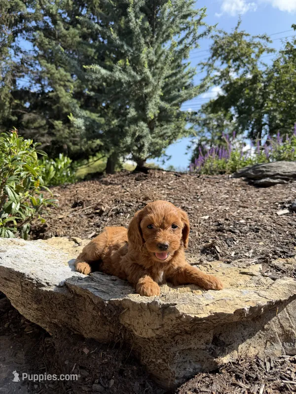Ruby – Miniature Goldendoodle puppy for sale in Lititz, PA
