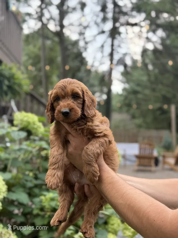 Finn – Miniature Goldendoodle puppy for sale in Lititz, PA