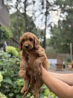 Finn, a male Miniature Goldendoodle for sale in Lititz, PA – 1 of 1
