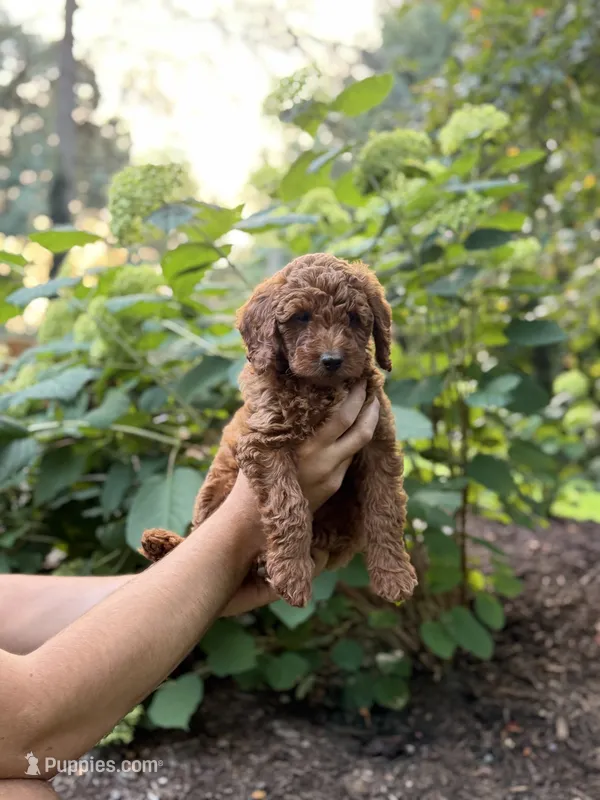 Sage  – Miniature Goldendoodle puppy for sale in Lititz, PA