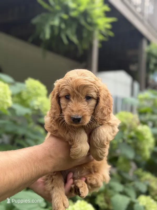 Beau – Miniature Goldendoodle puppy for sale in Lititz, PA