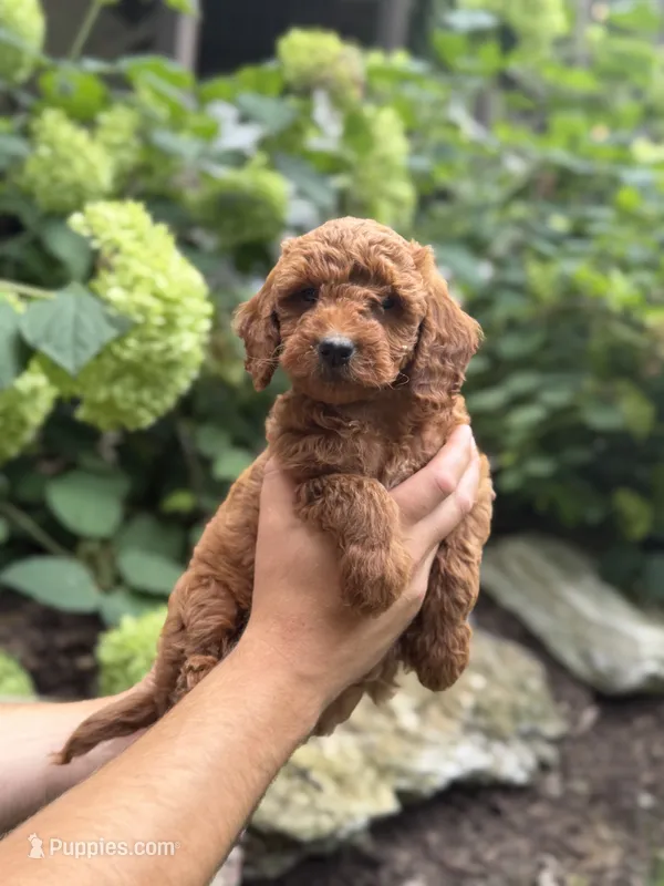 Sage  – Miniature Goldendoodle puppy for sale in Lititz, PA