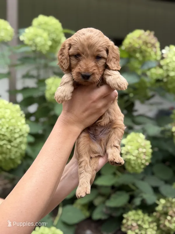 Winston  – Miniature Goldendoodle puppy for sale in Lititz, PA