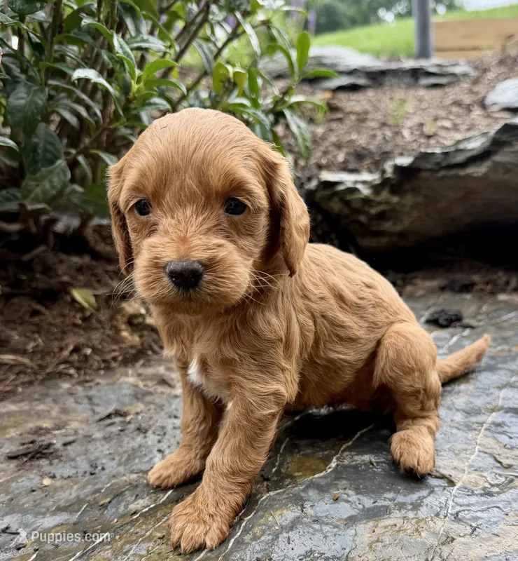 Ruby – Miniature Goldendoodle puppy for sale in Lititz, PA