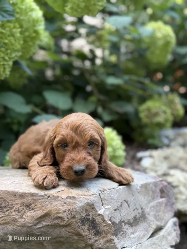 Arlo – Miniature Goldendoodle puppy for sale in Lititz, PA