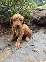 Sage , a female Miniature Goldendoodle for sale in Lititz, PA – 1 of 1