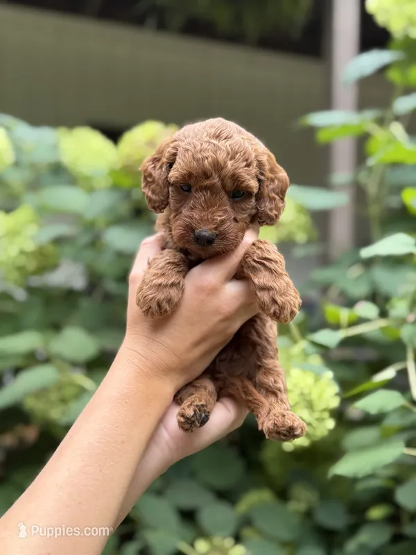 Sage  – Miniature Goldendoodle puppy for sale in Lititz, PA