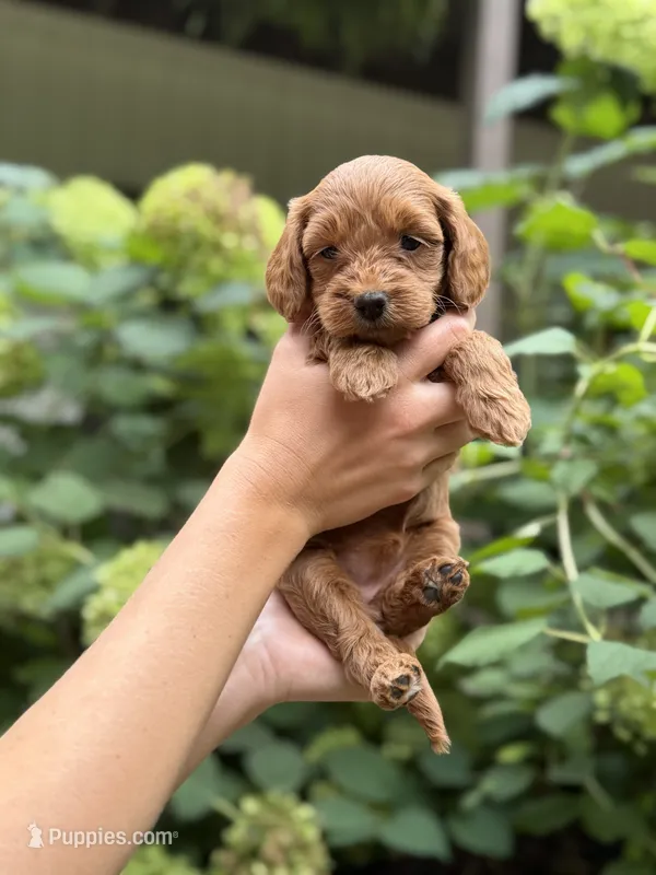 Ruby – Miniature Goldendoodle puppy for sale in Lititz, PA