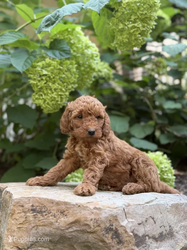 Sage  – Miniature Goldendoodle puppy for sale in Lititz, PA