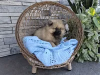 Cole, a male Keeshond for sale in Montgomery, IN – 2 of 2