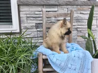 Stanley, a female Keeshond for sale in Montgomery, IN – 2 of 3