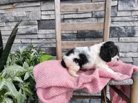 Sarita, a female Cocker Spaniel for sale in Montgomery, IN – 3 of 3