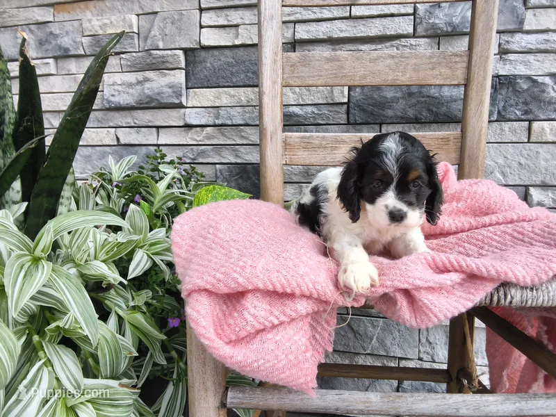 Sarita – Cocker Spaniel puppy for sale in Montgomery, IN