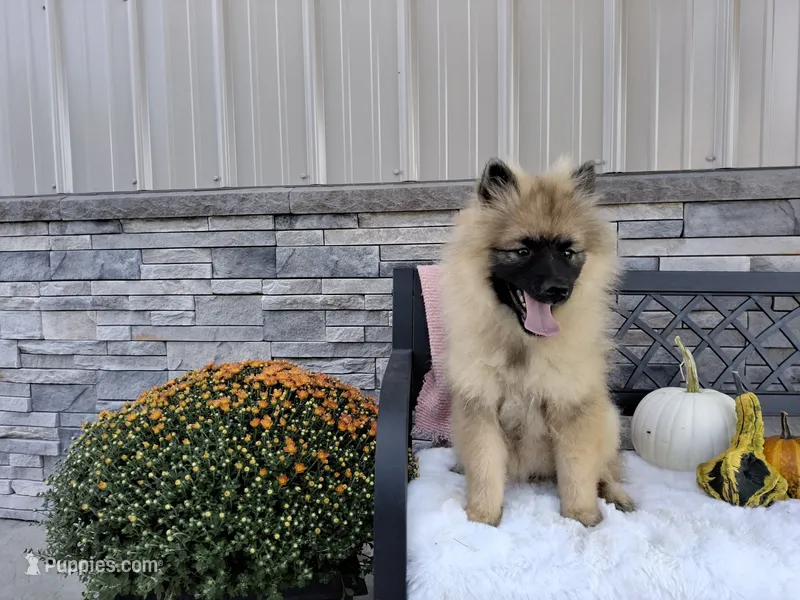 Dianne – Keeshond puppy for sale in Montgomery, IN