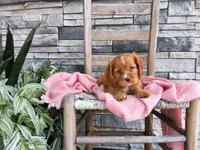 Rita, a female Cocker Spaniel for sale in Montgomery, IN – 1 of 2