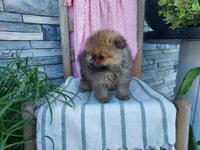 Sherry, a female Pomeranian for sale in Montgomery, IN – 3 of 3