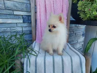Heidi, a female Pomeranian for sale in Montgomery, IN – 2 of 3