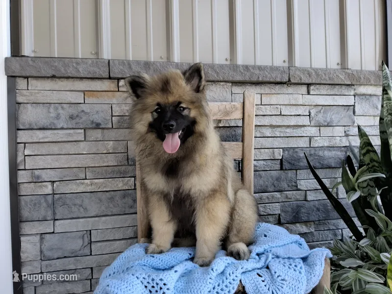 Daniel – Keeshond puppy for sale in Montgomery, IN