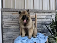 Daniel, a male Keeshond for sale in Montgomery, IN – 1 of 2