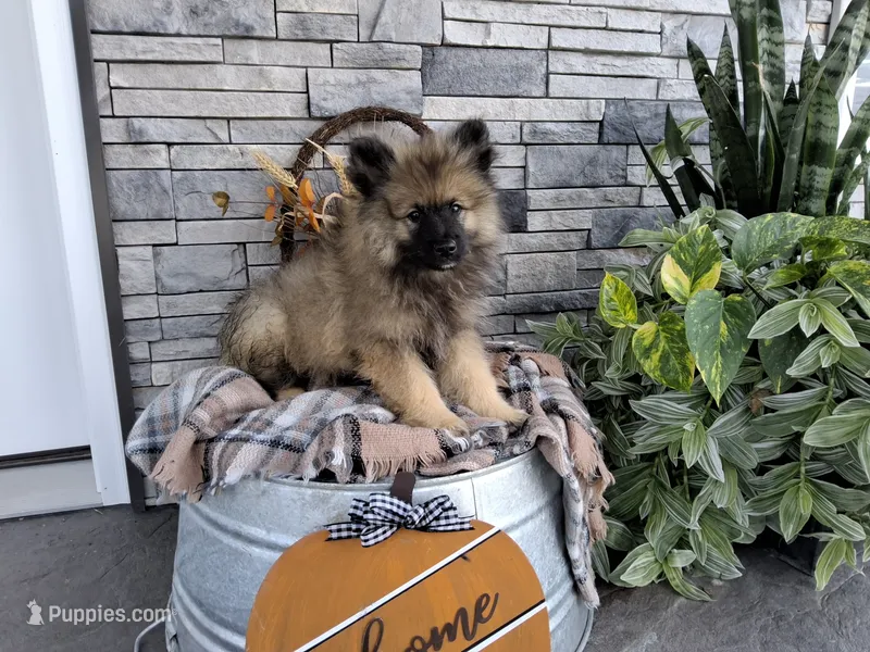 Charlie – Keeshond puppy for sale in Montgomery, IN