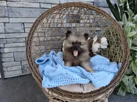 Carson, a male Keeshond for sale in Montgomery, IN – 2 of 2