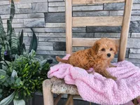 Stella, a female Maltipoo for sale in Montgomery, IN – 2 of 3