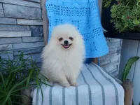 Hunter , a male Pomeranian for sale in Montgomery, IN – 3 of 3